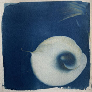 cyanotype04 cyanotype04
