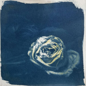 cyanotype06 cyanotype06