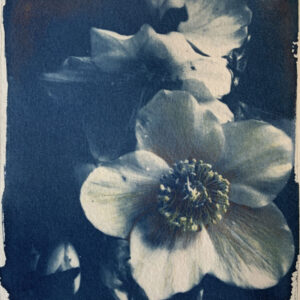 cyanotype07 cyanotype07