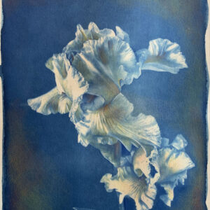 cyanotype08 cyanotype08