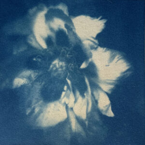 cyanotype09 cyanotype09