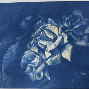 deep blue roses | cyanotype and colored pencils on paper | 20x26.5cm. deep blue roses | cianotip oe matite colorate su carta | 20x 26,5 cm.