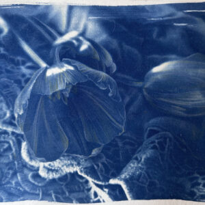 Enchantment, 2022 | cyanotype, colored pencils on paper | 20 x 26cm. Incanto,2022 | cianotipo ,matite colorate su carta | 20 x 26 cm.