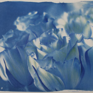 rebirth | cyanotype and colored pencils on paper | 20x20cm. rinascita | cianotipo e matite colorate su carta | 20x 20 cm.