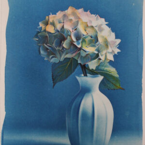 hydrangea#1| watercolours, colored pencils on syntographic image cyanotype hydrangea#1| acquerelli,matite colorate su cianotipo da immagine sintografica