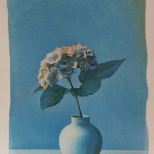 hydrangea#2 hydrangea#2