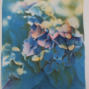 hydrangea#1 ortensia#1