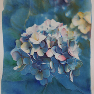 hydrangea#2 ortensia#2
