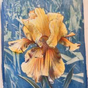 pop iris | cyanotype, watercolors, colored pencils on paper | 13 x 18 cm. pop iris | cianotipo,acquerelli,matite colorate su carta | 13 x 18 cm.