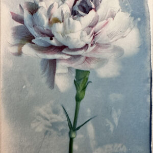 be a flower #5 cyanotype, colored pencils, watercolors on paper essere un fiore #5 cianotipo,matite colorate,acquerelli su carta