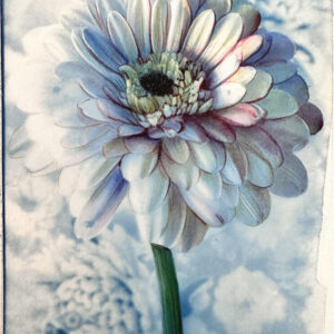 be a flower #6 cyanotype, colored pencils, watercolors on paper essere un fiore #6 cianotipo,matite colorate,acquerelli su carta