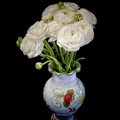 ranunculus 6