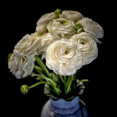 ranunculus 7