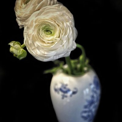 ranunculus 8
